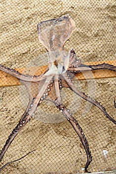 Dried octopus in Nazare (Portugal)