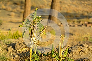 Dried Okra plant in the garden