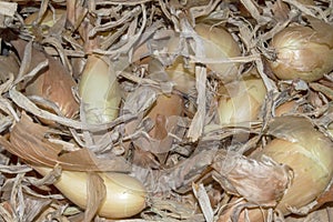 Dried onion heads