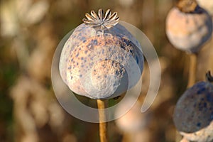 dried opium, poppy capsules photo