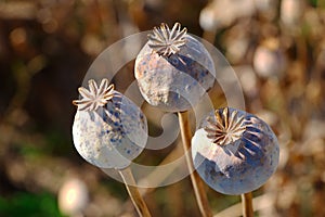 dried opium, poppy capsules photo