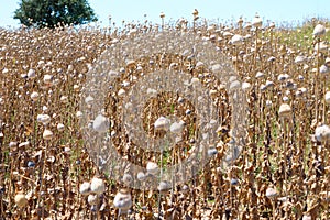 dried opium, poppy field photo
