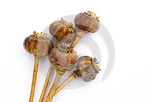 Dried opium poppy seed capsules