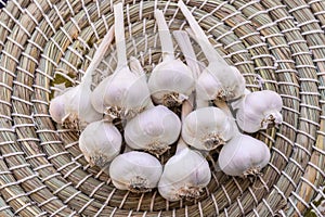 Dried organic garlic bulbs in wicker basket