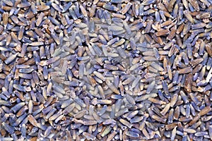 Dried Organic True Lavender or English lavender Lavandula angustifolia.