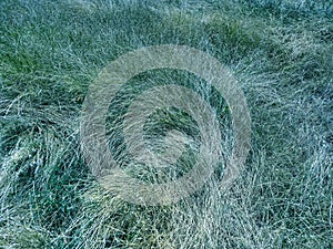 Dried and ornamental fodder grass