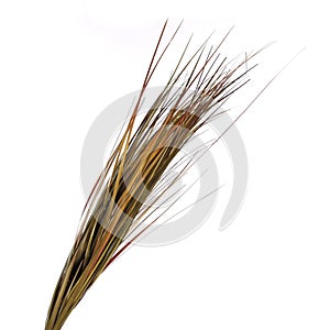 Dried ornamental grass clump isolated on white