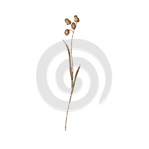 Dried ornamental grass clump. Very high-res. Clean edges, no shadows.