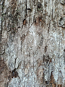 Dried out bark of old tree cracked and corroded photo