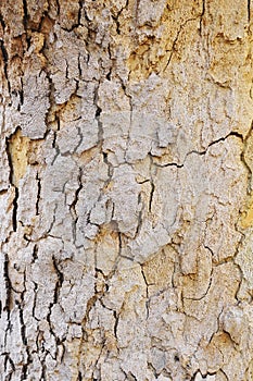 Dried out bark of old tree skin cracked and corroded