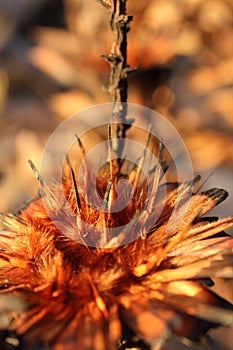 Dried out burnt Protea Flowers in an arid landscape after fire ravaged the land