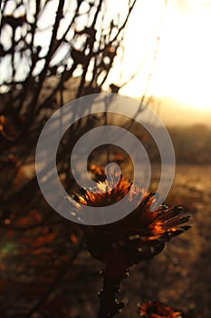 Dried out burnt Protea Flowers in an arid landscape after fire ravaged the land