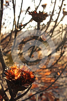 Dried out burnt Protea Flowers in an arid landscape after fire ravaged the land