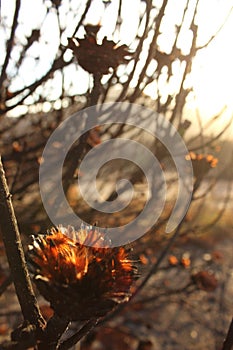 Dried out burnt Protea Flowers in an arid landscape after fire ravaged the land