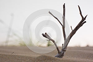 A dried-out dead thorn tree that once grew in the desert sand