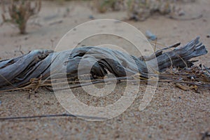 A dried-out dead thorn tree that once grew in the desert sand