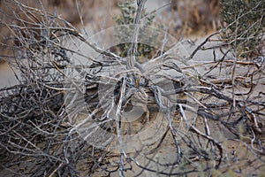 A dried-out dead thorn tree that once grew in the desert sand