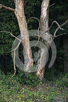 Dried out dead tree in a clearing in a forest