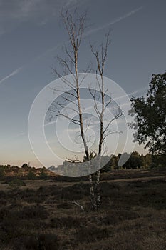 Dried out dead tree in a clearing in a forest