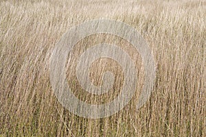 Dried-out grass, background with dried out grass, climate changing, global worming