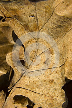 Dried out old leaf