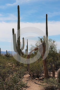 A dried out Saguaro cactus among creosote bushes, Cholla and Saguaro cacti in the Arizona desert