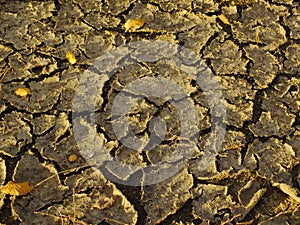 Dried-out soil crust with cracks
