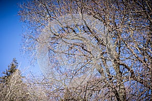Dried out tree branches against blue sky