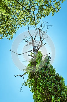 Dried out tree seen from bellow abound of green vegetation on summer clear blue sky