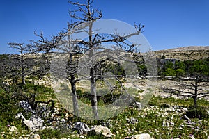Dried out trees on Goli otok, a political prison island in ex-Yugoslavia photo