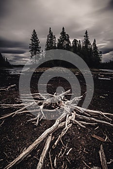 Dried out trees and tree trunks on the black beach of dried out lake