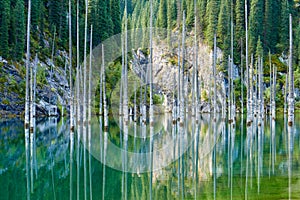 Dried-out trunks of submerged Schrenkâ€™s Spruce trees that rise above the waterâ€™s surface from the bottom of the lake.