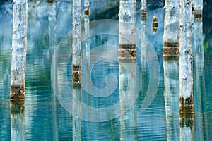 Dried-out trunks of submerged Schrenkâ€™s Spruce trees that rise above the waterâ€™s surface from the bottom of the lake.