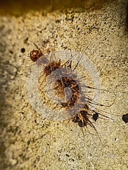 Dried out worm on the wall