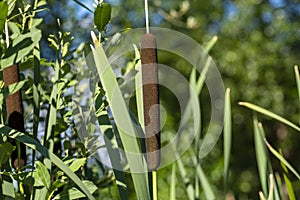 Dried overblown cattail in green background.