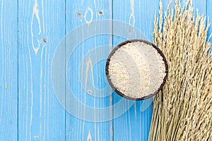 Dried paddy rice crop and jasmine rice in bowl on blue wooden bo