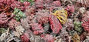 Dried painted colorful plants of Jericho rose, heart of desert, hand of Mary, Anastatica hierochuntica as souvenir for