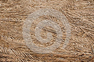 Dried palm branches are grey .Texture or background.