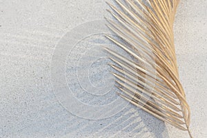 Dried palm leaf on a white concrete wall background