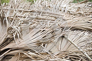 A dried palm leaves in Cuba