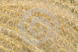 Dried pampa grass details