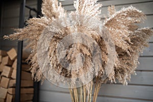 Dried pampas grass outdoors