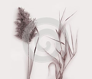 Dried pampas grass photo set. Background plant details for web site banners, social media. Autumn grass. Botanical