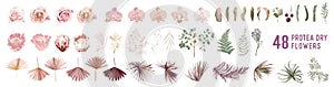 Dried pampas grass, rose, protea, orchid flowers, tropical palm leaves vector bouquets