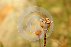 Dried Papaver capsule