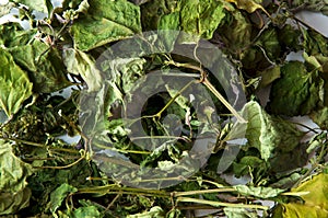 Dried patchouli leaves