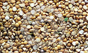 Dried pea background photo