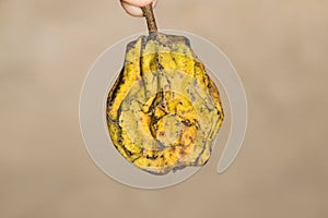 Dried pear fruit. Dried Pear Dried fruits