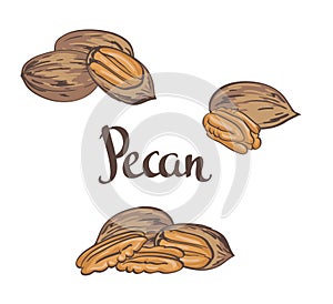 Dried Pecan nuts isolated on a white background.