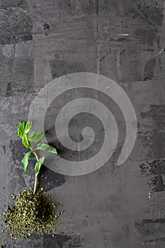 Dried peppermint in a bowl and a bunch of fresh mint, on gray background